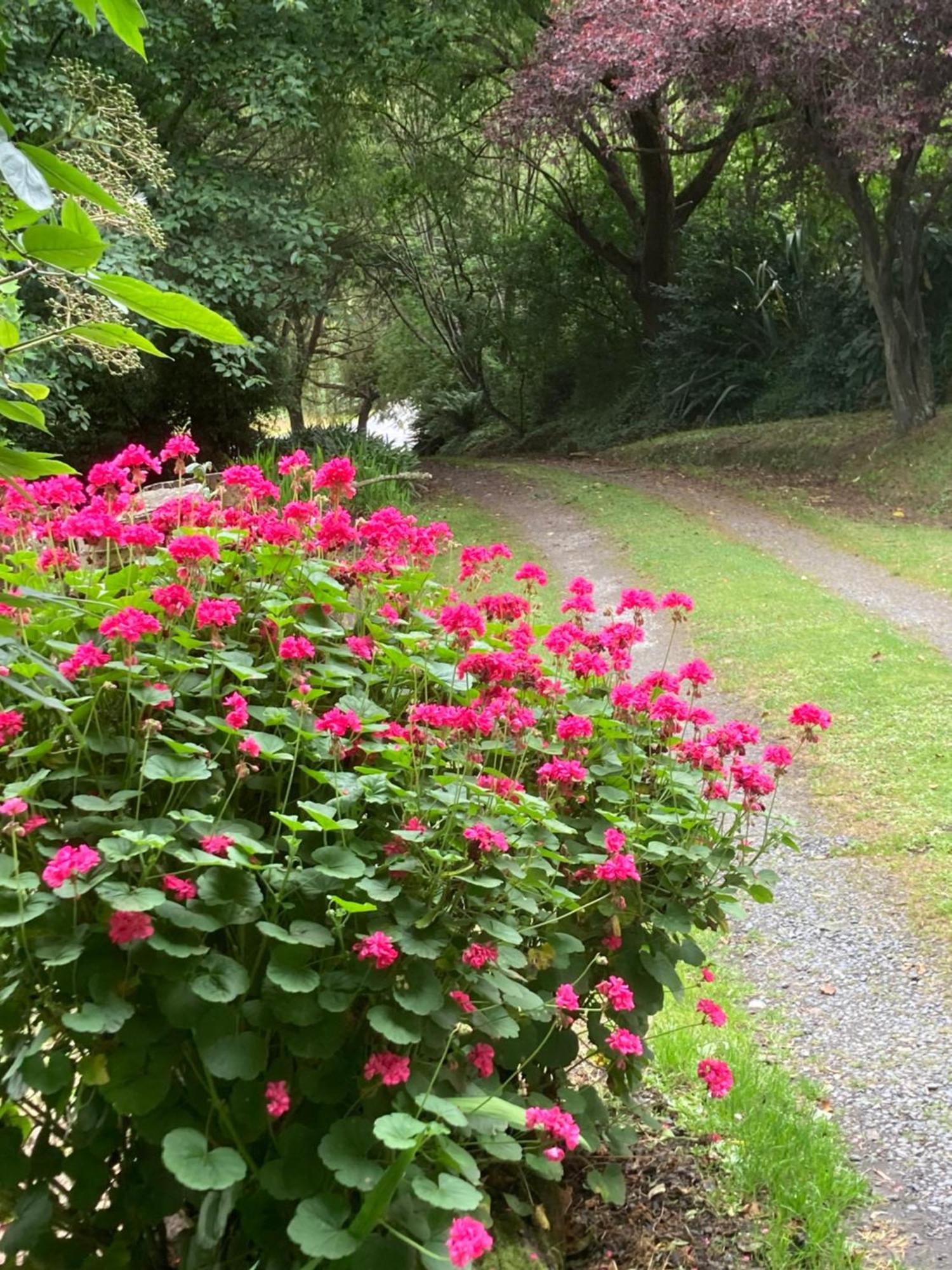 Arden Country House Bnb - Entire House To Yourself -Peace In The Country Dunedin Exterior foto